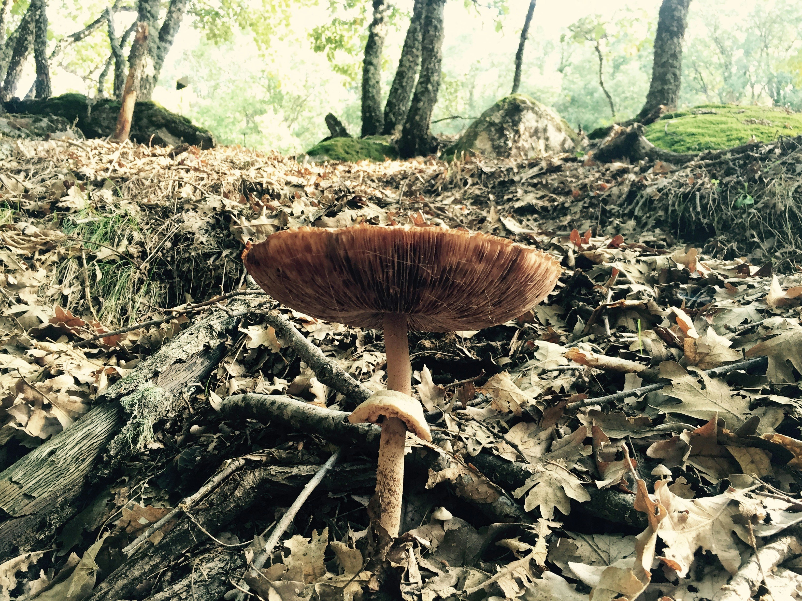 brown mushroom surrounded by dried leaves